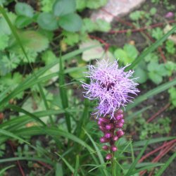 Pragtsk�r <br><i>Liatris spicata </i><br><br>