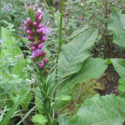 Pragtsk�r <br><i>Liatris spicata </i><br><br>