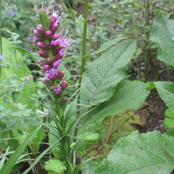 Pragtsk�r <br><i>Liatris spicata </i><br><br>