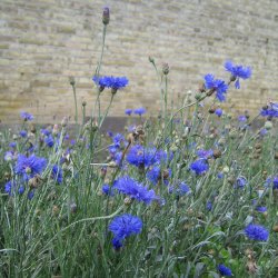 Kornblomst <br>'Blue Boy' <br><i>Centaurea cyanus </i>