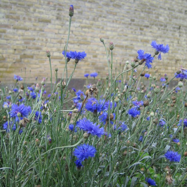 Kornblomst <br>'Blue Boy' <br><i>Centaurea cyanus </i>