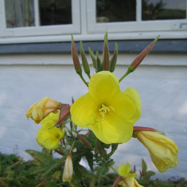 Natlys, <br>torig <br><i>Oenothera biennis </i>