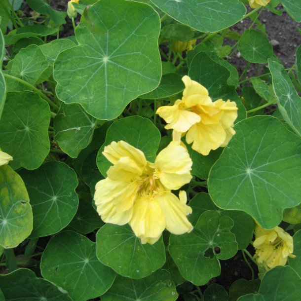 Tallerkensmkker <br>'Milkmaid'<br><i>Tropaeolum majus</i>