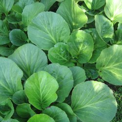 Stenbrk, <br>Kmpe- <br><i>Bergenia cordifolia </i>