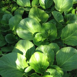 Stenbrk, <br>Kmpe- <br><i>Bergenia cordifolia </i>