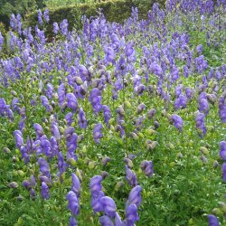 Stormhat, <br>venusvogn <br><i>Aconitum napellus</i>