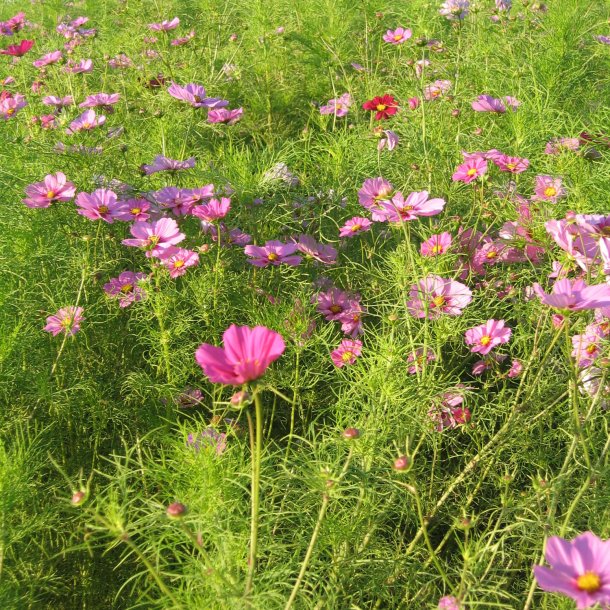 Stolt kavaler <br>'Pinkie'<br> <i>Cosmos bipinnatus</i>