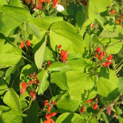 Bnne, Pral- <br>'Lady Di' <br><i>Phaseolus coccineus </i>