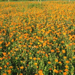 Morgenfrue <br>'Funky Stuff'<br><i>Calendula officinalis </i>