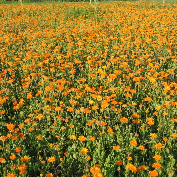 Morgenfrue <br>'Funky Stuff'<br><i>Calendula officinalis </i>