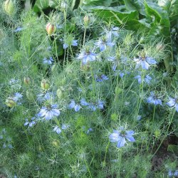 Nigella, <br>Jomfru i det grnne <br>'Miss Jekyll Sky Blue'<br><i>Nigella damascena</i>