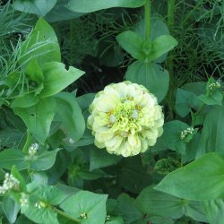 Frkenhat <br>'Envy' <br><i>Zinnia elegans </i>