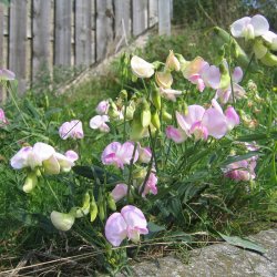 Lathyrus, Staude-, <br>'Pearl Mixed' <br><i>Lathyrus latifolius </i>