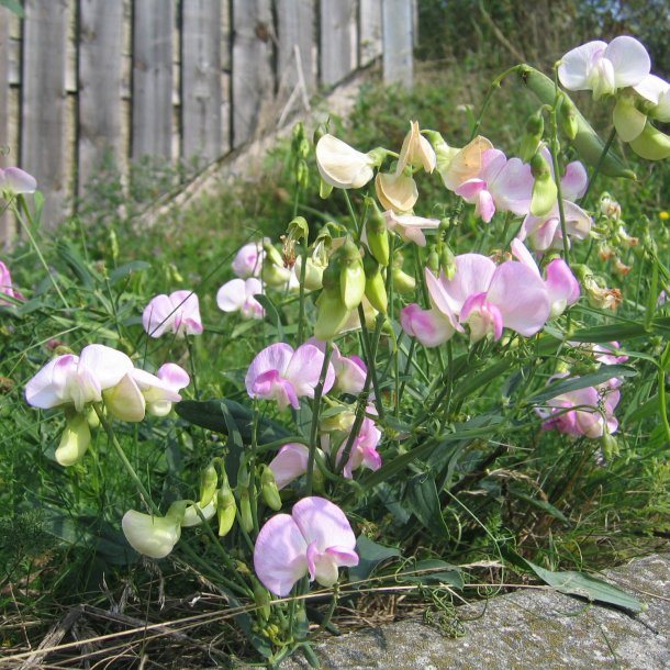 Lathyrus, Staude-, <br>'Pearl Mixed' <br><i>Lathyrus latifolius </i>
