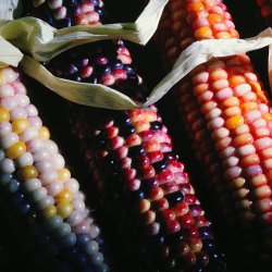 Majs, Indianer- <br>'Amero'<br><i>Zea mays</i>