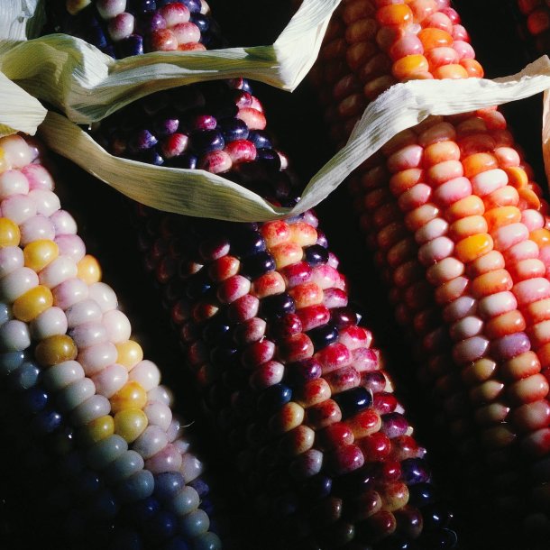 Majs, Indianer- <br>'Amero'<br><i>Zea mays</i>