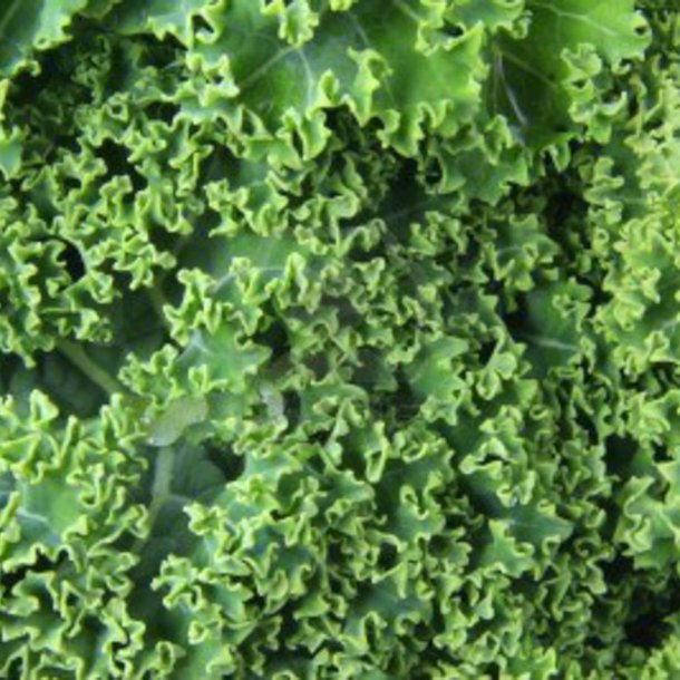 Grnkl <br>'Halvhj kruset'<br><i>Brassica oleracea var. sabellica</i>