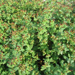 Perikon <br><i>Hypericum calycinum </i><br><br>