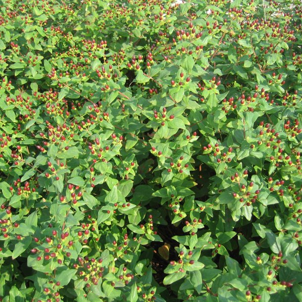 Perikon <br><i>Hypericum calycinum </i><br><br>