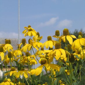 Solhat, <br>Kmpe <i>Rudbeckia laciniata </i>
