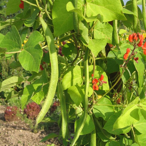 Bnne, Pral- <br>'Lady Di' <br><i>Phaseolus coccineus </i>