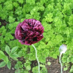 Valmue <br>'Black Paeony'<br><i>Papaver somniferum</i>