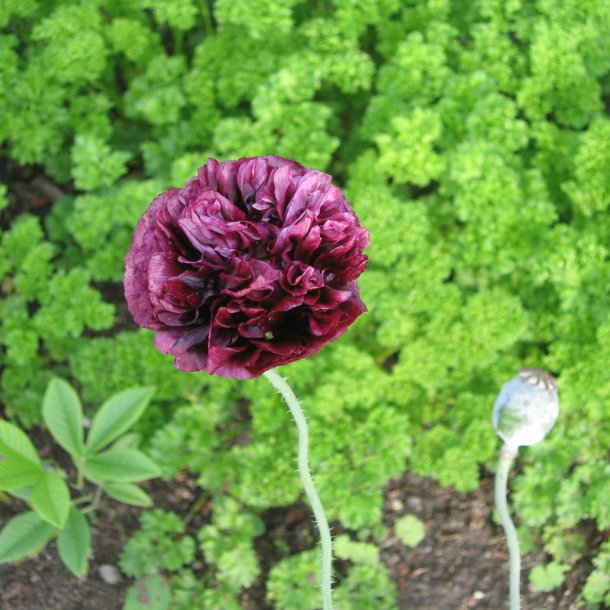 Valmue <br>'Black Paeony'<br><i>Papaver somniferum</i>