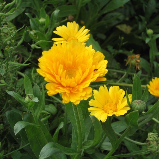 Morgenfrue <br>'Prince Golden' <br><i>Calendula officinalis </i>