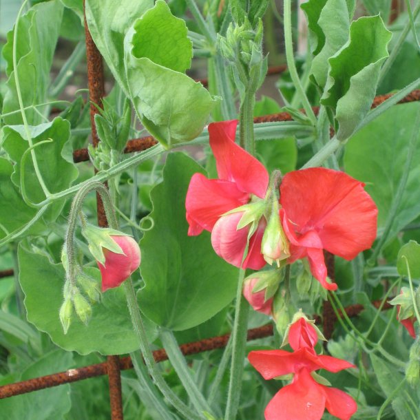 Lathyrus, rteblomst <br>'Royal Scarlet' <br><i>Lathyrus odoratus</i>