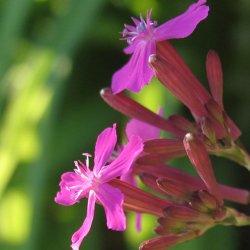 Limurt, <br>Knippe- <br><i>Silene armeria </i>