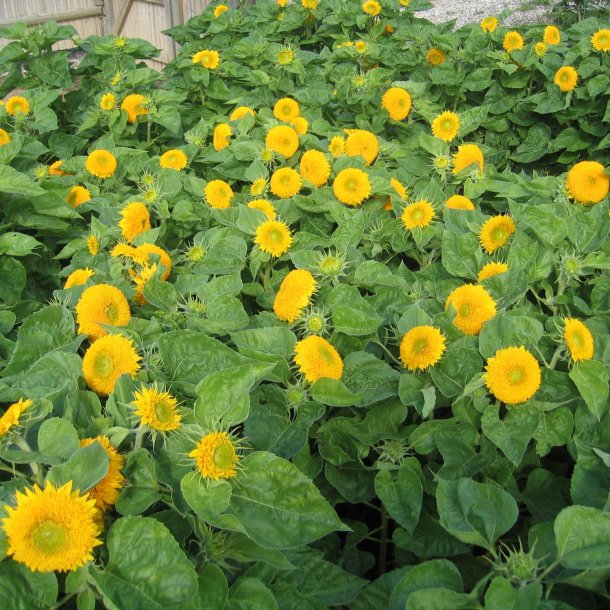 Solsikke <br>'Double Sunking' <br><i>Helianthus annuus</i>