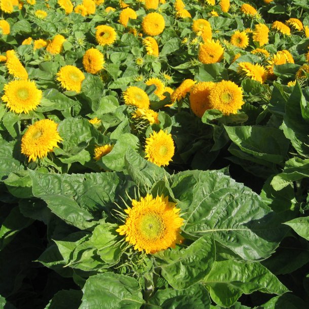 Solsikke <br>'Double Sunking' <br><i>Helianthus annuus</i>