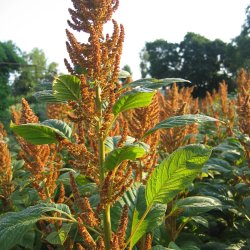 Amarant <br>'Hot Biscuits' <br><i>Amaranthus cruentus</i>
