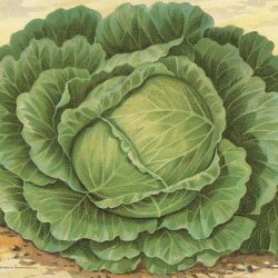 Hvidkl <br>'Copenhagen Market' <br><i>Brassica oleracea var. capitata alba</i>