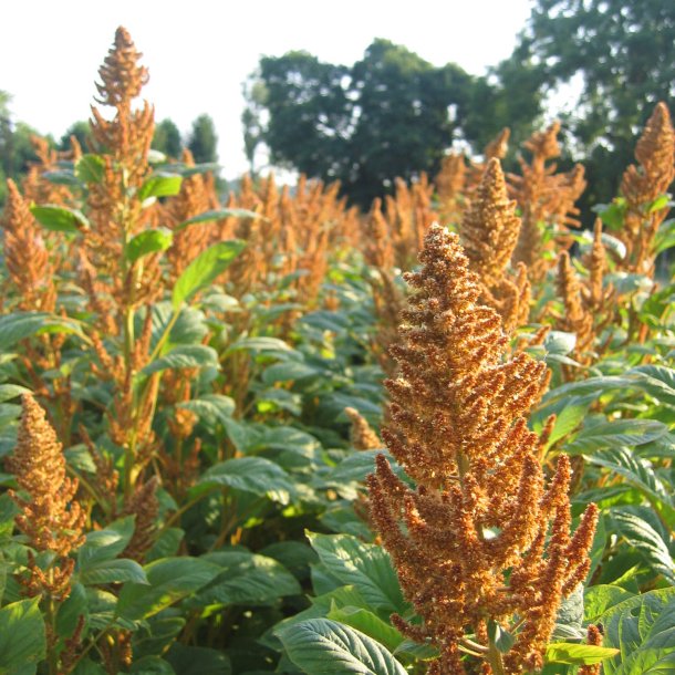Amarant <br>'Hot Biscuits' <br><i>Amaranthus cruentus</i>