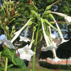 Tobak, <br>Narcis- <br><i>Nicotiana sylvestris </i>