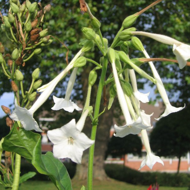 Tobak, <br>Narcis- <br><i>Nicotiana sylvestris </i>