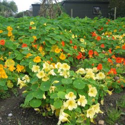 Tallerkensmkker <br>'Mix'<br><i>Tropaeolum majus </i>