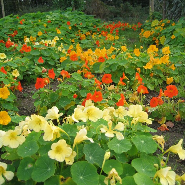 Klatreplanter <br>'Mix' <br><i>Storkb</i>