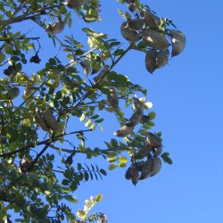 Blreblg <br><i>Colutea arborescens</i><br><br>