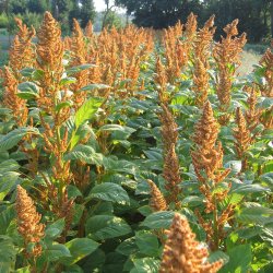 Amarant <br>'Hot Biscuits' <br><i>Amaranthus cruentus</i>