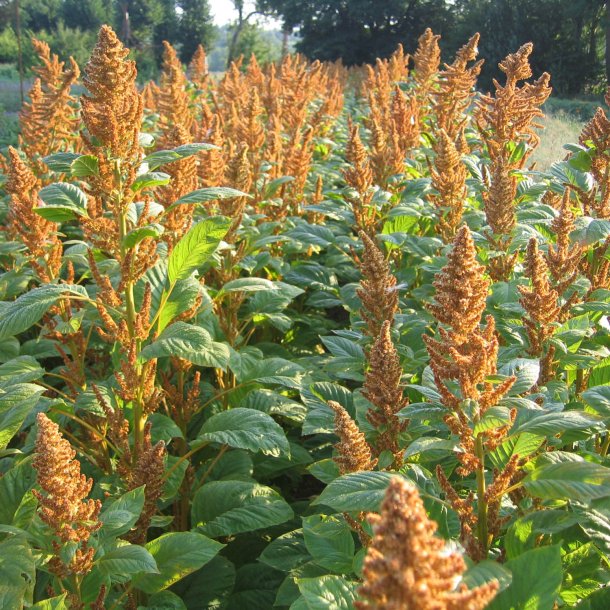 Amarant <br>'Hot Biscuits' <br><i>Amaranthus cruentus</i>