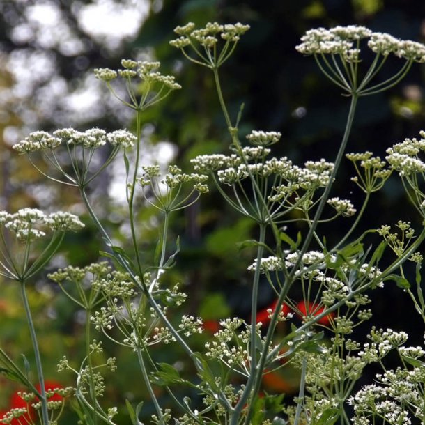 Anis, gte <br><i>Pimpinella anisum</i><br><br>