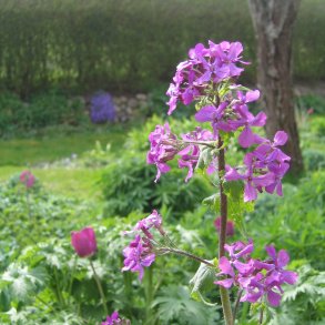Judaspenge, <br>lyslilla <br><i>Lunaria annua</i>