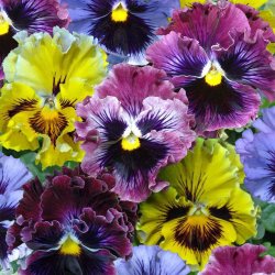 Stedmoder, Have- <br>'Frizzle Sizzle Mix' F1 <br><i>Viola x wittrockiana</i>