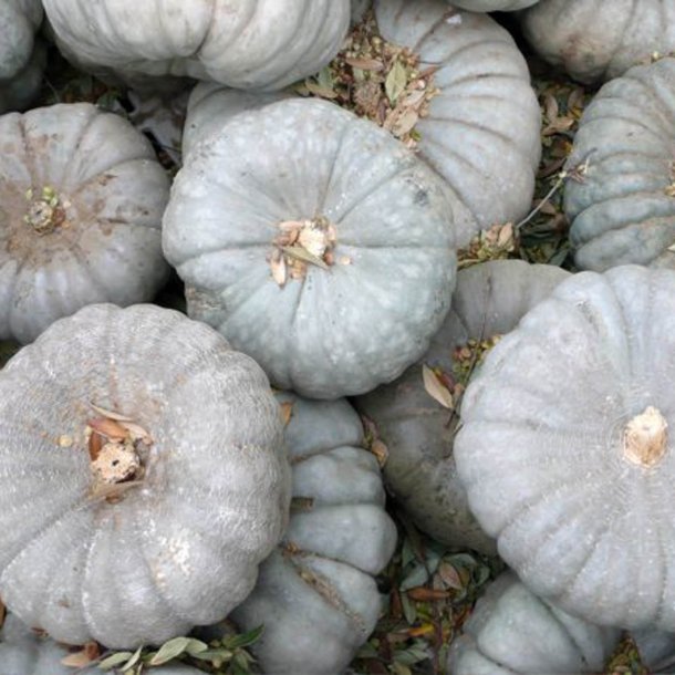 Grskar <br>'Queensland Blue' <br><i>Cucurbita maxima</i>