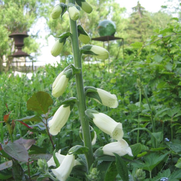 Fingerbl 'Alba'<br><i>Digitalis purpurea <br>'Alba' </i>