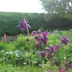 Akeleje <br>'Mix' <br><i>Aquilegia vulgaris </i>