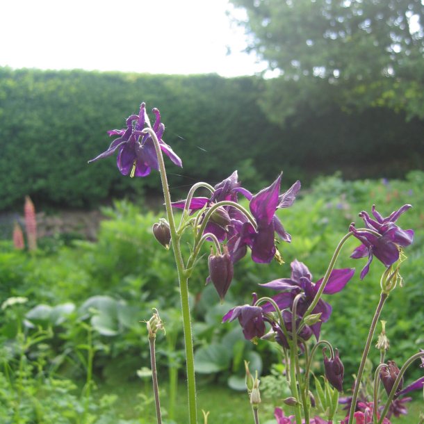 Akeleje <br>'Mix' <br><i>Aquilegia vulgaris </i>