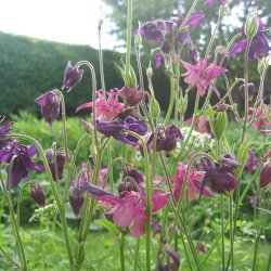 Akeleje <br>'Mix' <br><i>Aquilegia vulgaris </i>